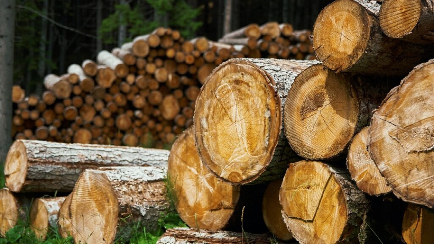 Čovjek si porušio hrastove, “dobili su noge”