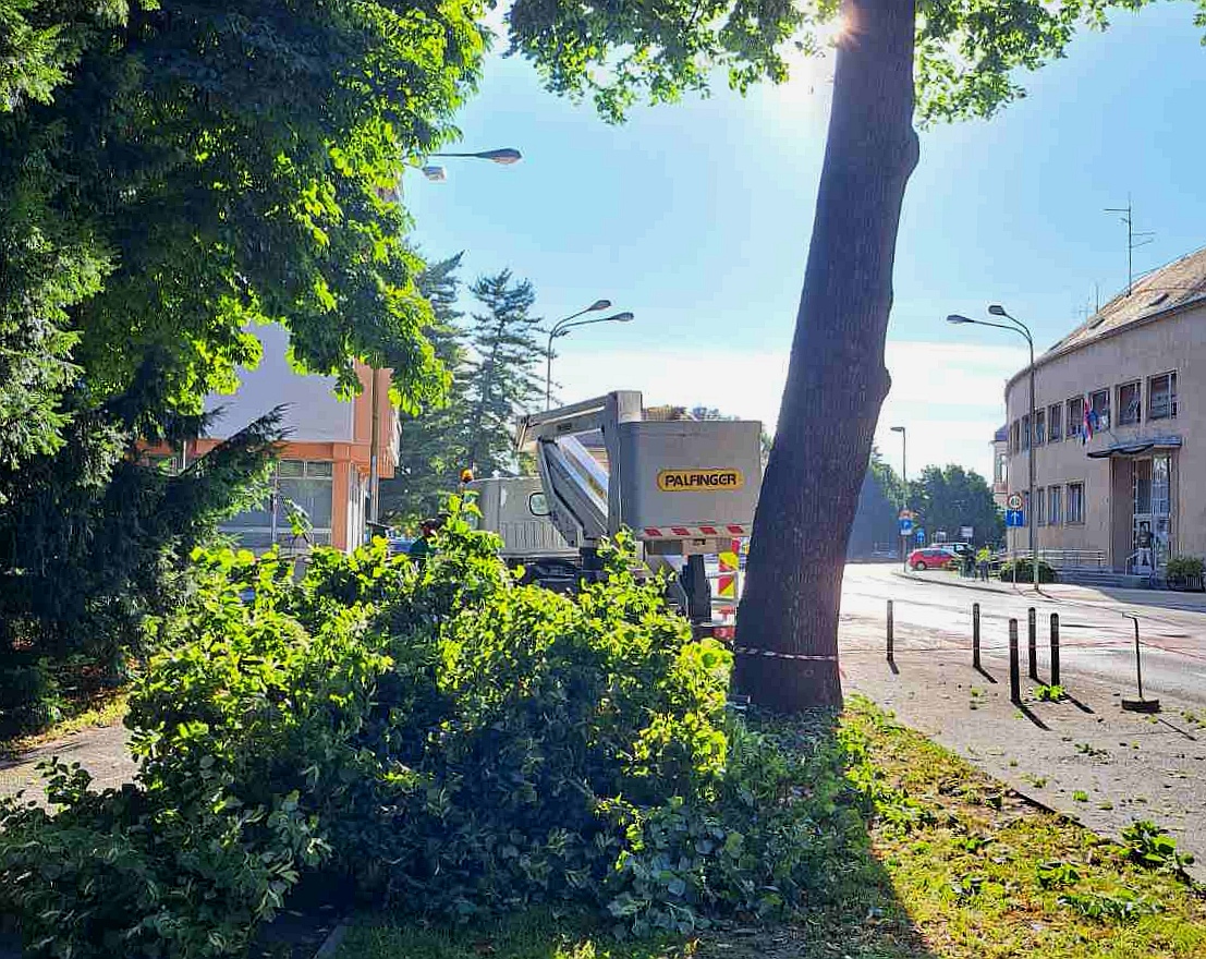 Orezuju se stabla u ulici Augusta Cesarca