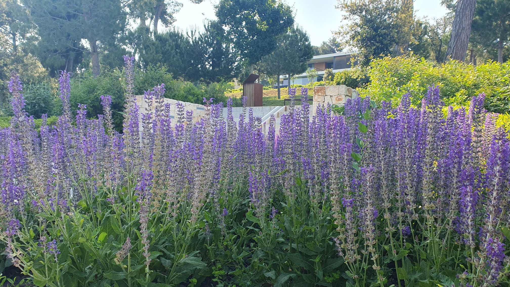 Kako da vam lavanda bude gusta? Nikako ne preskočite ovaj korak u svibnju