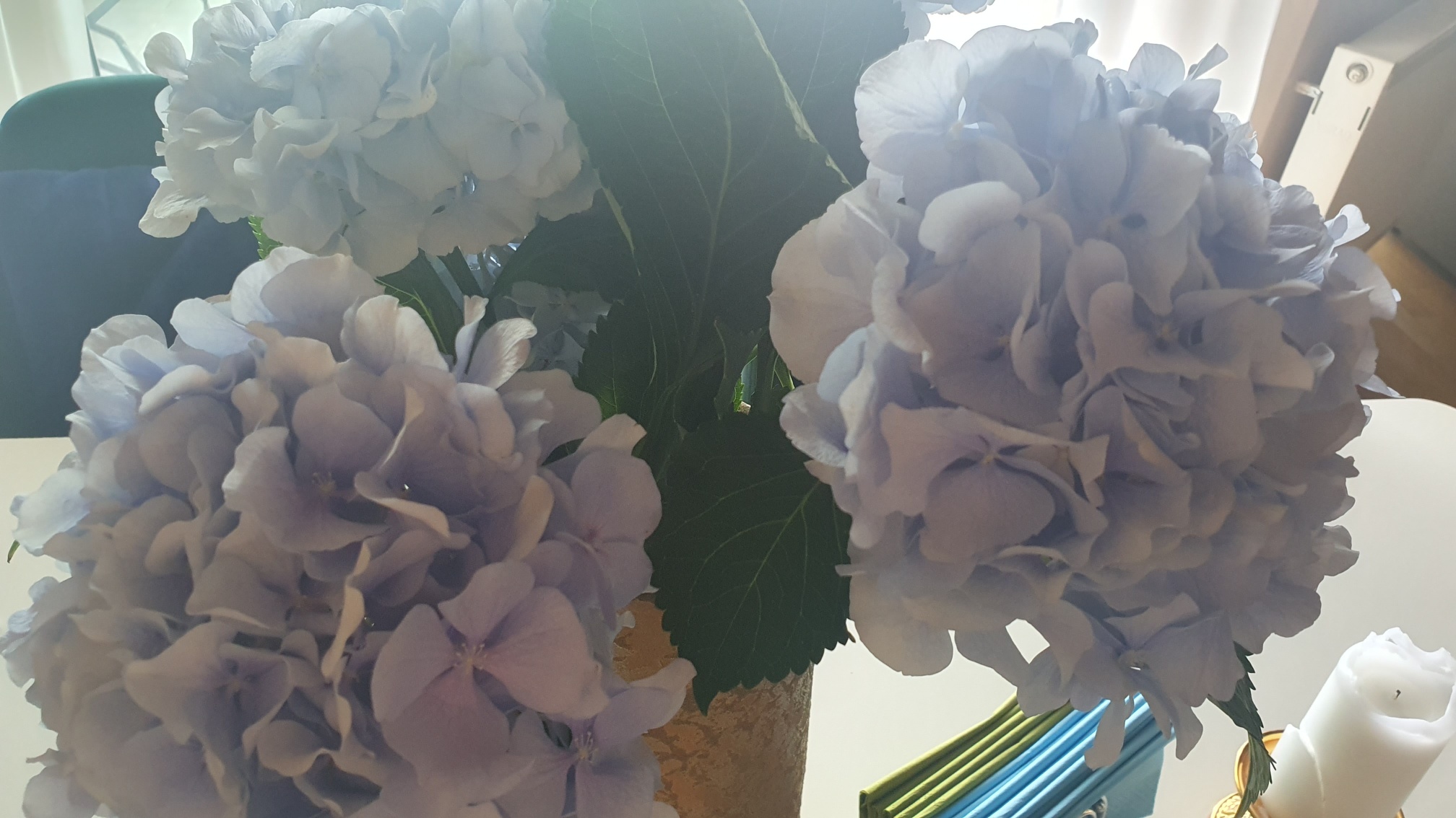 Evo kakve su cijene sisvetskog cvijeća ove godine