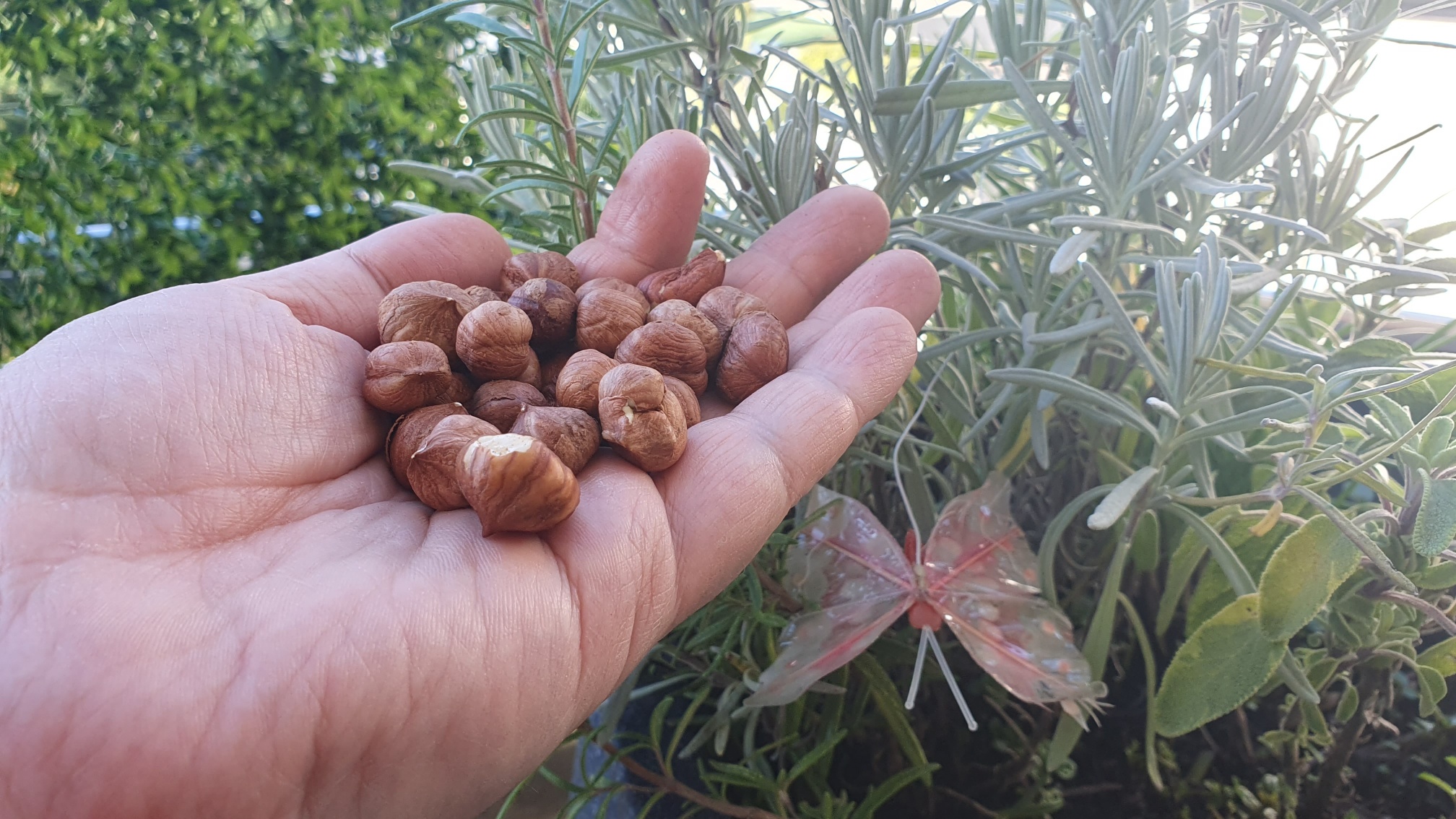 SRAMOTA Lopov djedici pobrao sve lješnjake i aroniju