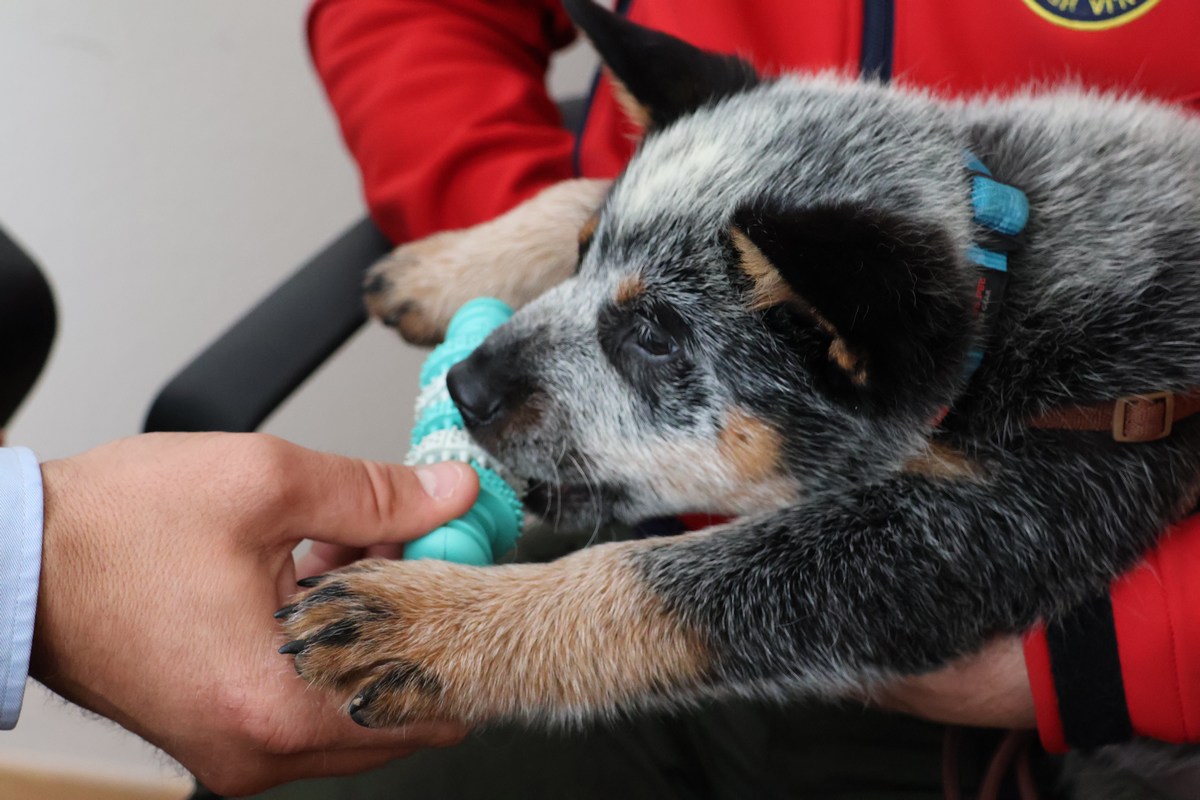 Ova država uskoro uvodi obveznu obuku za vlasnike pasa