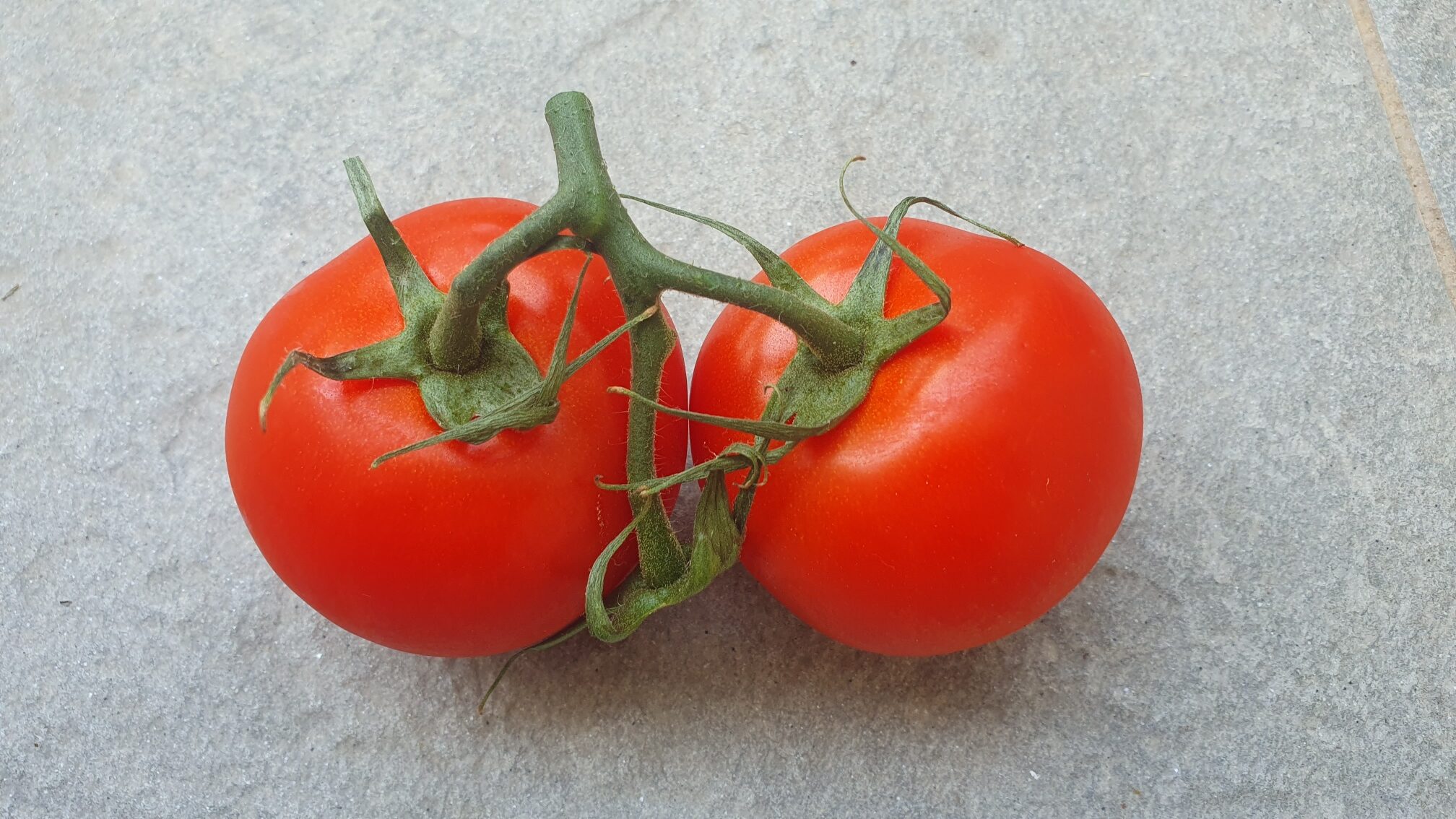 Otkriveno odakle su rajčice koje lanci prodaju kao talijanske. Ima ih i u Hrvatskoj