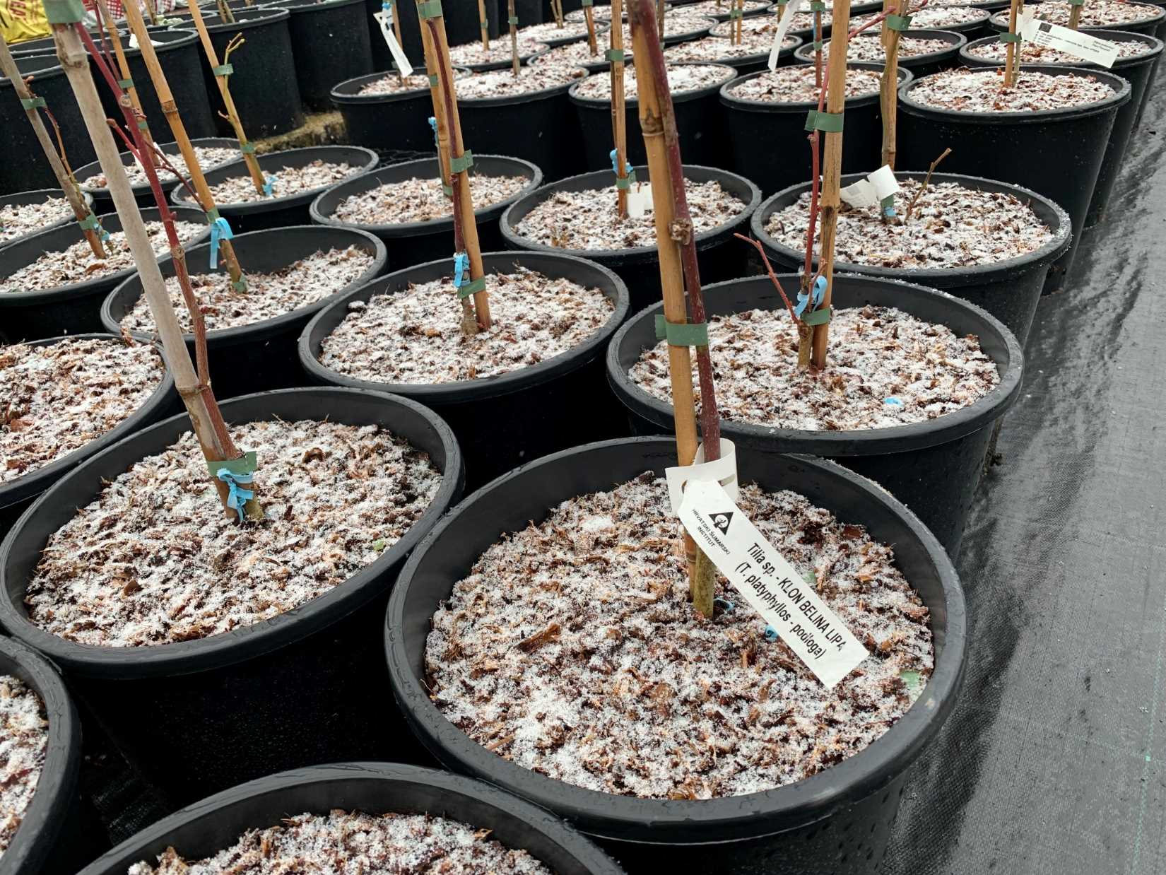 POZIV ZA ISKAZ INTERESA – Projekt „Očuvanje genofonda značajnih stabala iz zaštićenih dijelova Varaždinske županije“