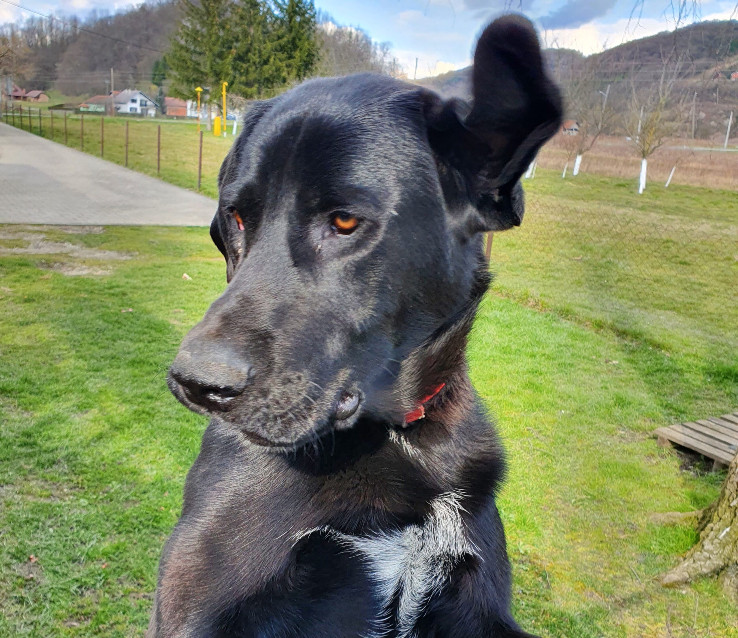 Zašto psi laju na neke ljude, a na druge ne?