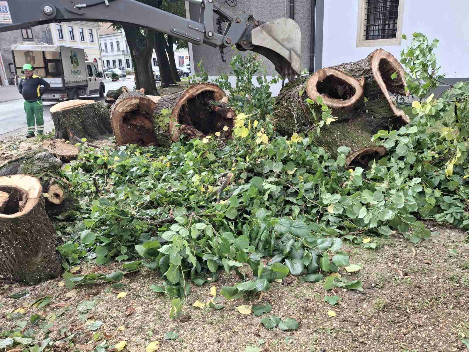 Uklanjanje opasnih stabala lipe s Trga slobode