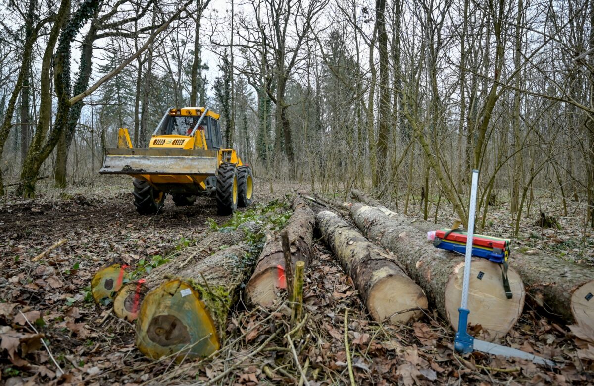 U Dravskoj park šumi posadit će se 20 tisuća novih stabala