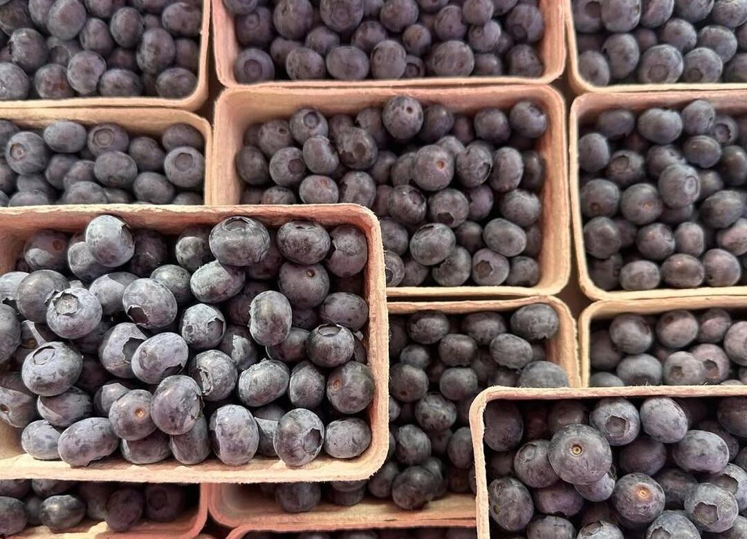 Znanstvenica otkriva kakvo bismo pakiranje borovnica trebali zaobilaziti