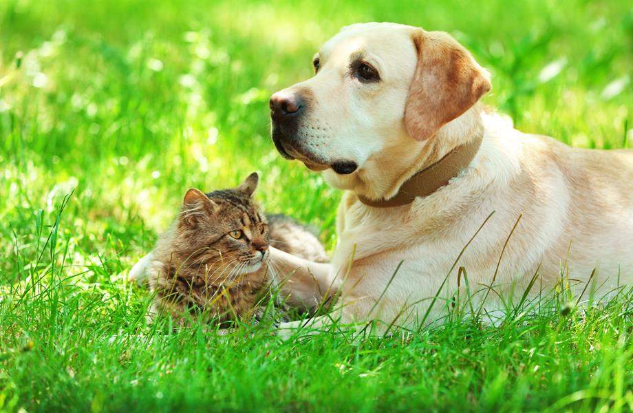 Grad Lepoglava sufinancira sterilizaciju i kastraciju