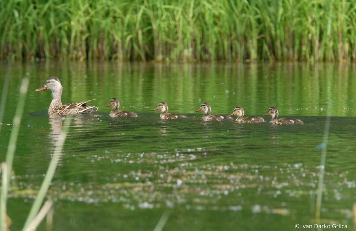Godišnjica proglašenja hrvatsko-mađarskog Rezervata biosfere Mura-Drava-Dunav
