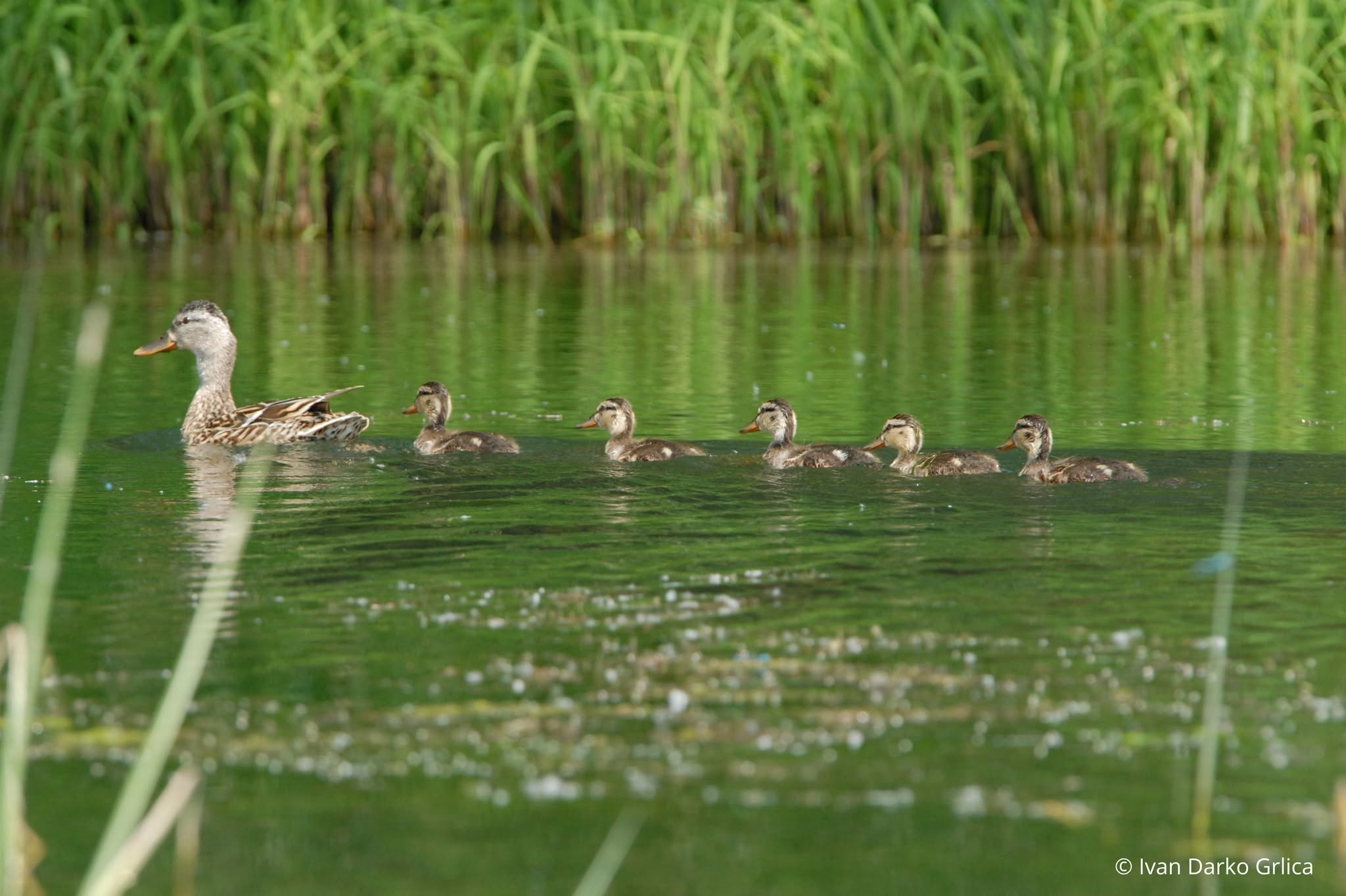 Godišnjica proglašenja hrvatsko-mađarskog Rezervata biosfere Mura-Drava-Dunav